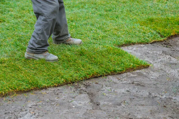 How long after installing sod can you walk on it in Yuma, AZ