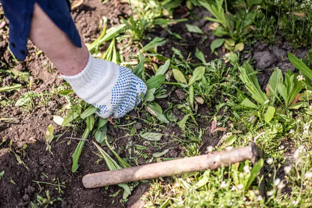 How to clear a yard full of weeds Yuma, AZ