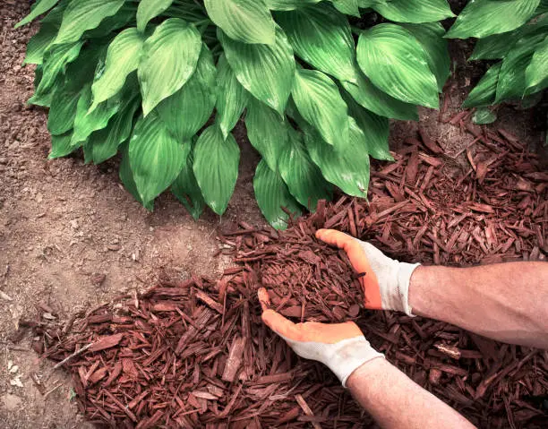 Mulching Yuma, AZ