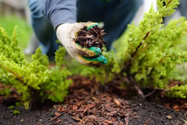 Mulching in Yuma, AZ