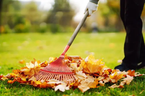 Reliable Yard cleanup in Yuma, AZ