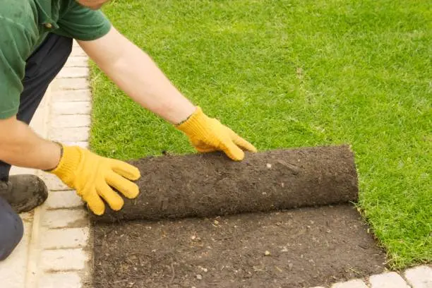 Sod Installation Yuma, AZ