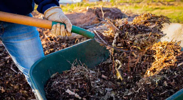 What does mulch do in Yuma, AZ